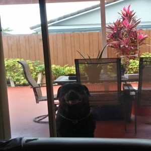 /images/pets/original/2146981_67277_20240329_135532_HDR[35389].webp